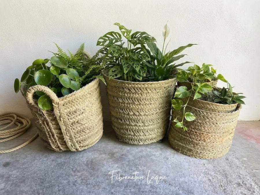Decoración otoño casa - cestas de esparto con plantas verdes